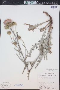 Cirsium pulcherrimum image