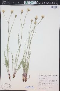 Crepis atribarba image