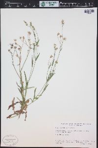 Crepis capillaris image