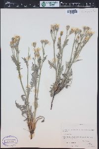 Crepis occidentalis image