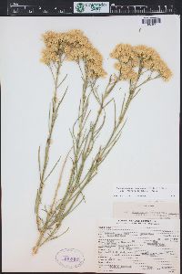 Ericameria nauseosa var. graveolens image