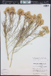 Ericameria nauseosa var. oreophila image