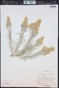 Ericameria parryi image