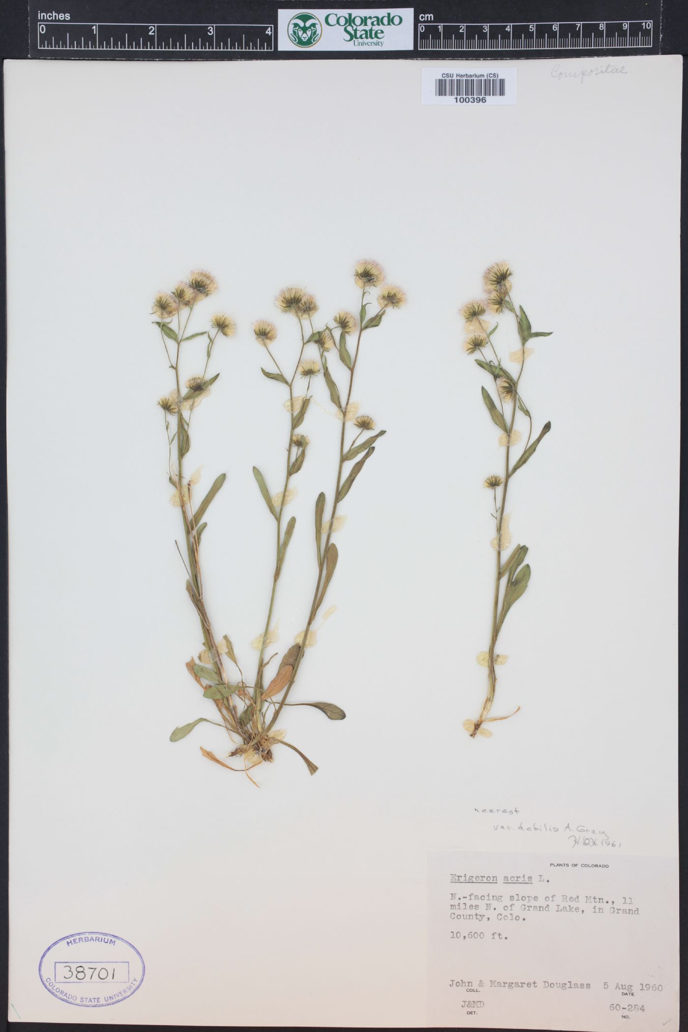 Erigeron acris image