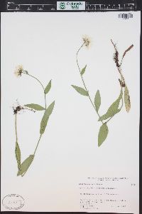 Erigeron coulteri image