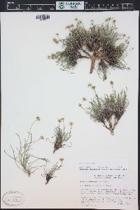 Erigeron nematophyllus image