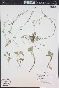 Erigeron kachinensis image