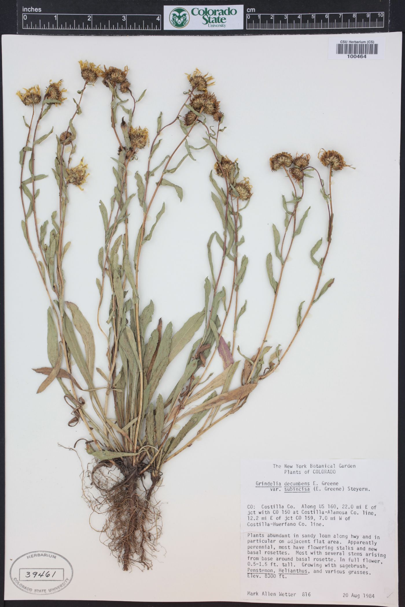 Grindelia decumbens image