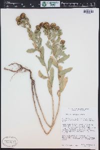 Grindelia hirsutula image