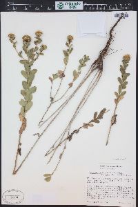 Grindelia squarrosa image