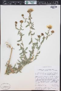 Grindelia squarrosa image