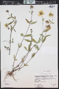 Heliomeris multiflora image