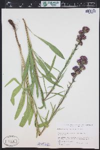 Liatris ligulistylis image