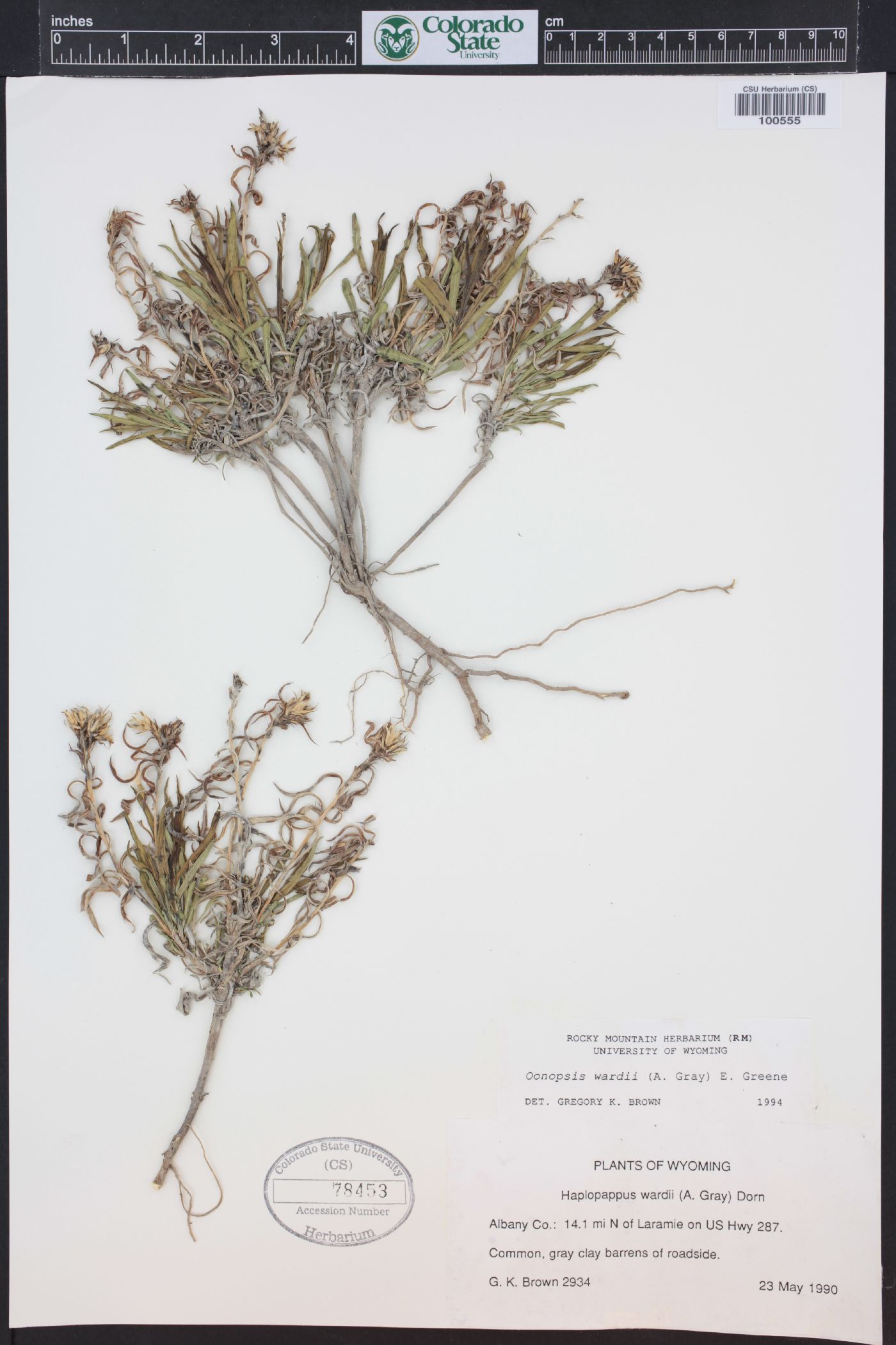Oonopsis wardii image