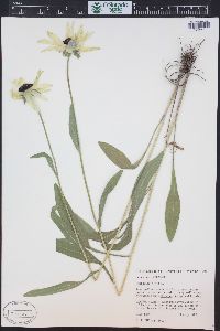 Rudbeckia hirta var. pulcherrima image