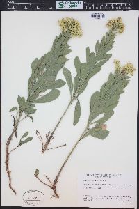 Solidago mollis image