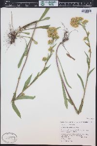 Solidago multiradiata image