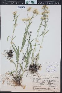 Solidago ptarmicoides image