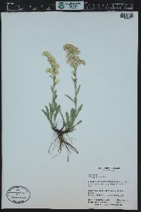 Solidago velutina image