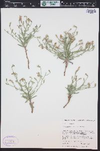 Stephanomeria runcinata image