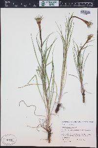 Tragopogon pratensis image