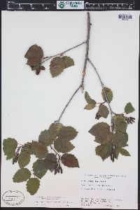 Alnus incana subsp. tenuifolia image