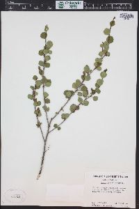 Betula glandulosa image