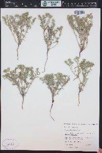 Cryptantha minima image