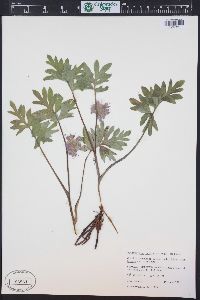 Hydrophyllum capitatum image