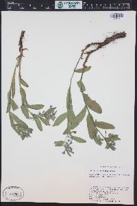 Mertensia oblongifolia image