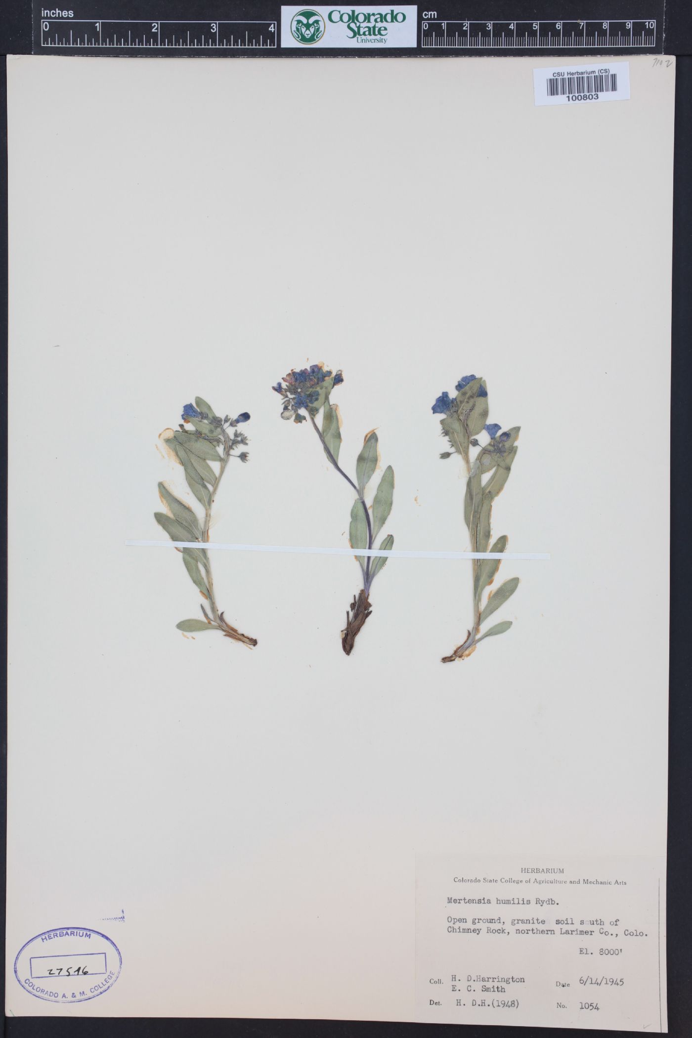 Mertensia humilis image