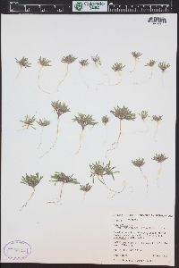 Nama densa var. parviflora image