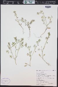 Nemophila breviflora image