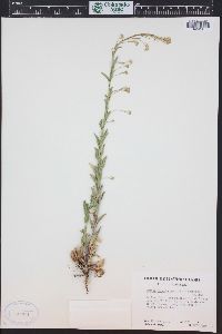 Arabis pycnocarpa image