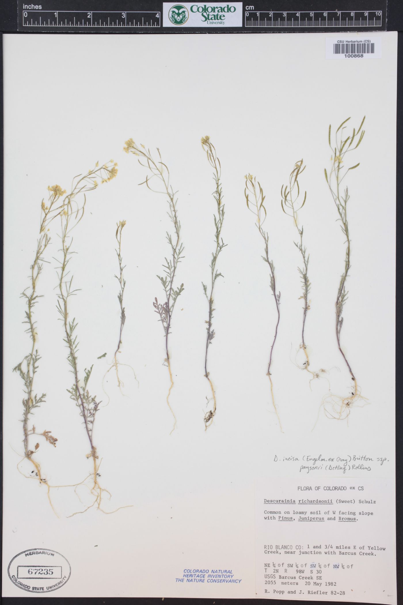 Descurainia incisa subsp. paysonii image