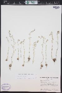 Draba albertina image