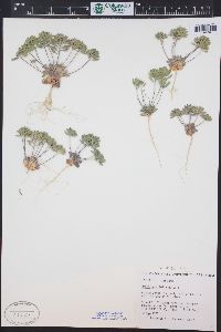 Draba cuneifolia image