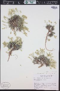 Draba oligosperma image