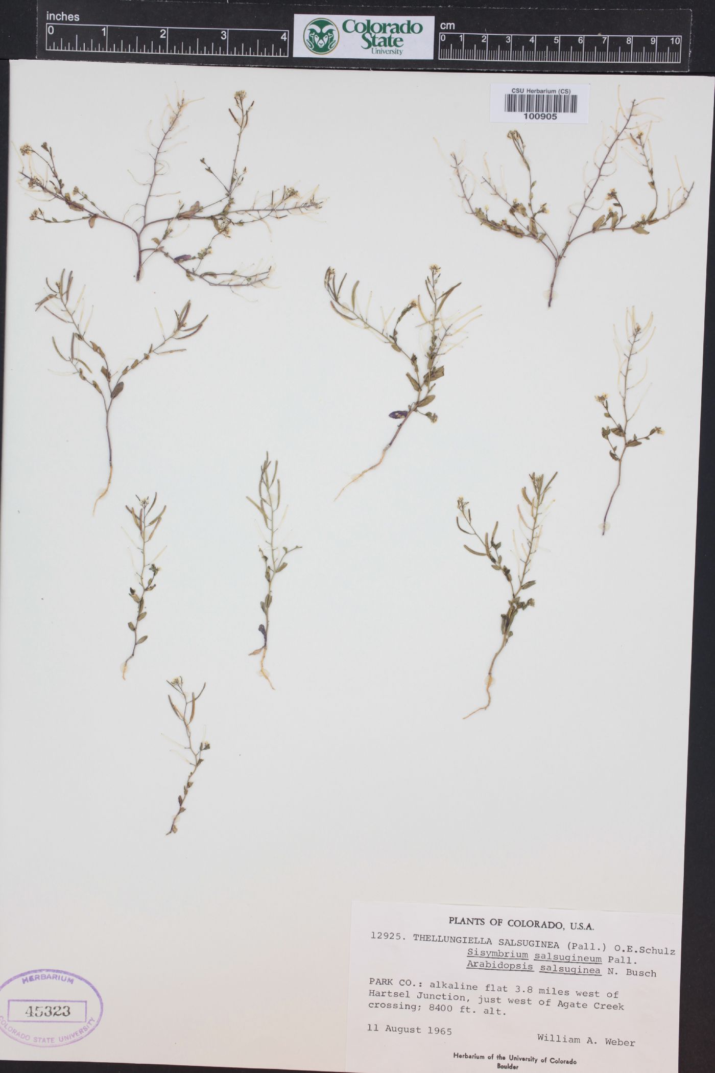Eutrema salsugineum image