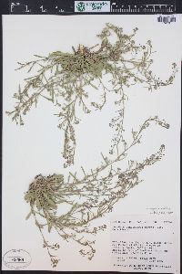 Lepidium paysonii image