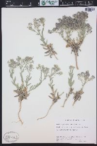 Lepidium appelianum image