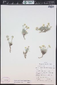 Physaria parvula image