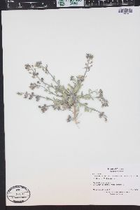 Physaria vicina image