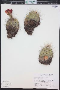 Echinocereus triglochidiatus image