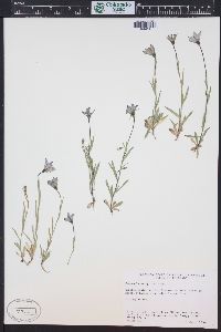 Campanula parryi image