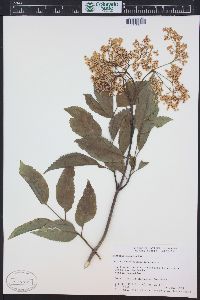 Sambucus cerulea image