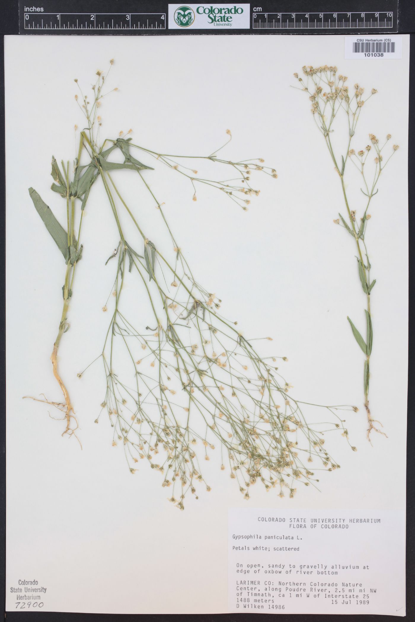 Gypsophila paniculata image