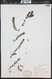 Ceratophyllum demersum image