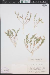 Stutzia dioica image