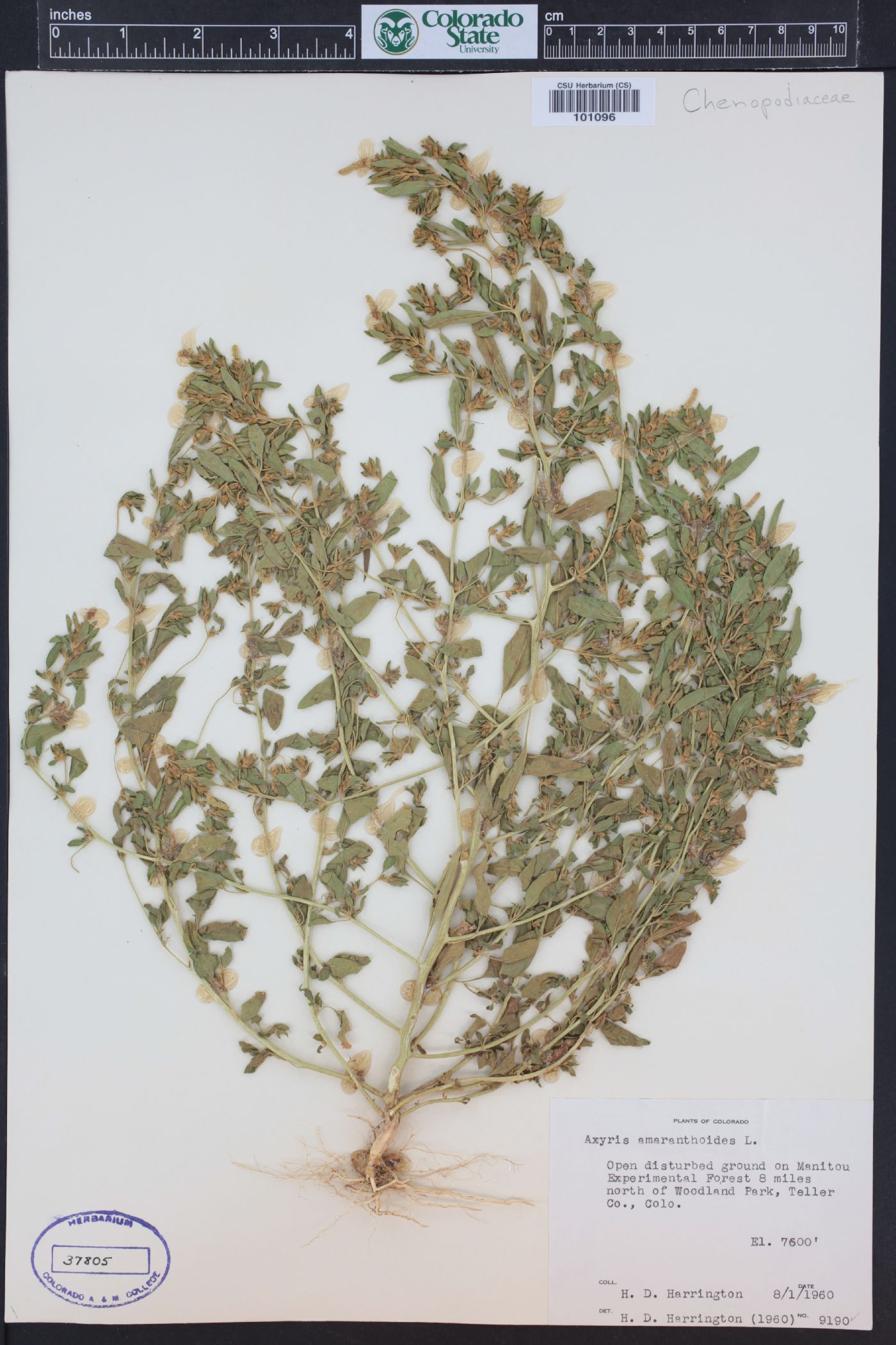 Axyris amaranthoides image